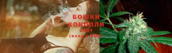 сатива Беломорск
