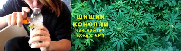 сатива Беломорск